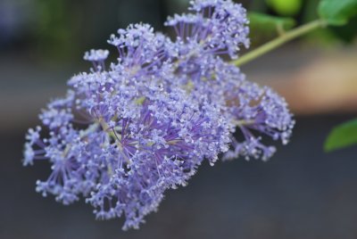 Ceanothus arboreus 'Trewithen Blue' - latnatec stromovitý 'Trewithen Blue' (zpododěr) - detail květenství